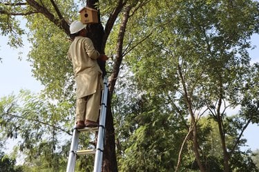 Man on a ladder checking nestbox in tree