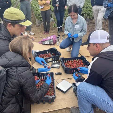 A team of four people wear blue gloves and sift through strawberry crates while others watch in a field