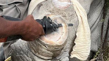 A rhino's horn is being cut off
