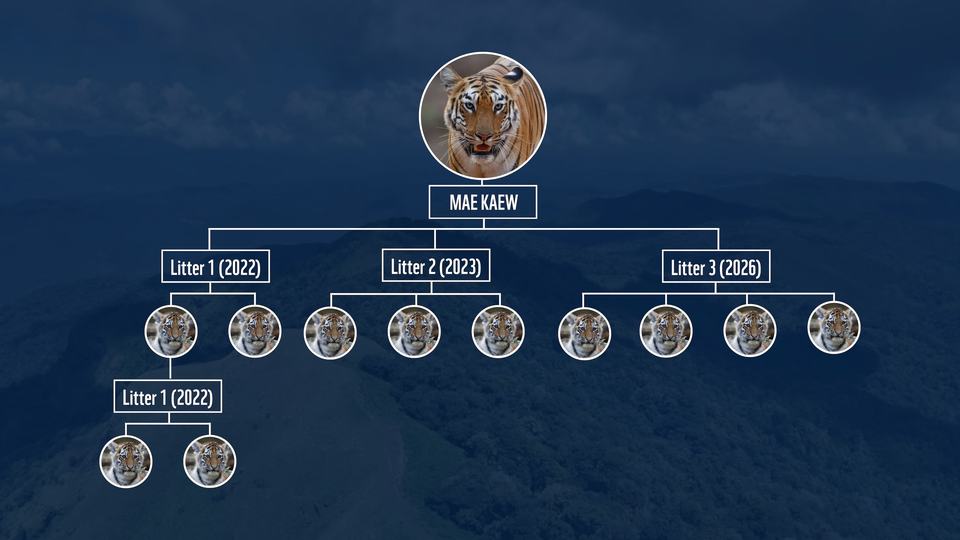 An infographic shows tiger Mae Kew's family tree beginning with Mae Kew, then her three litters, and finally her two grandchildren