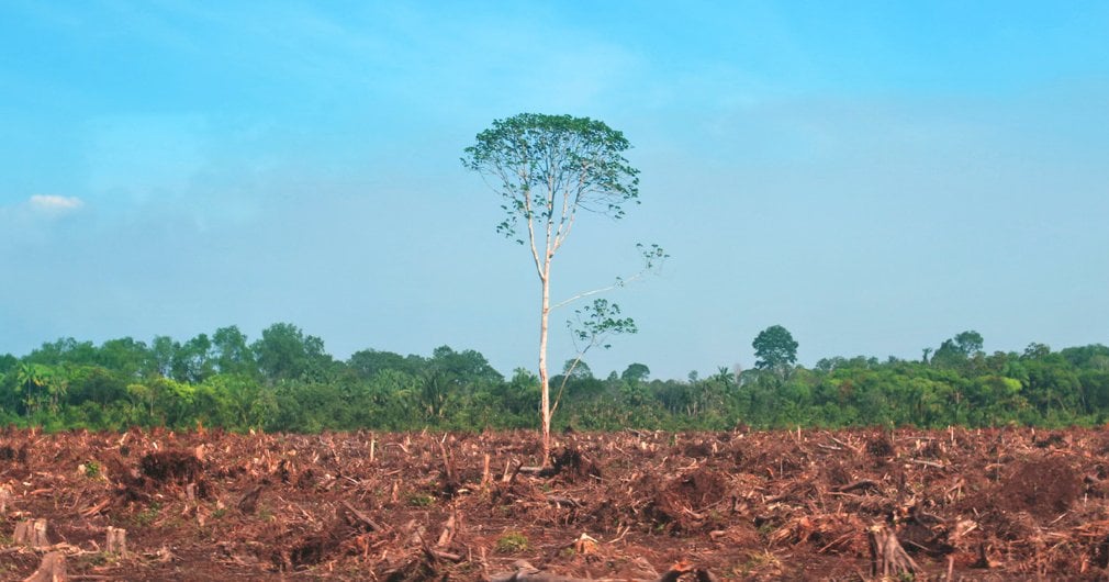 AI Tool Predicts and Prevents Deforestation | World Wildlife Fund