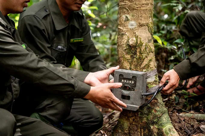 People install a camera trap