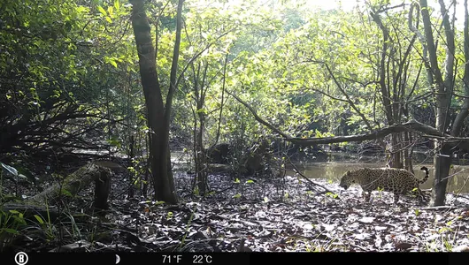 Camera trap image of jaguar in woods