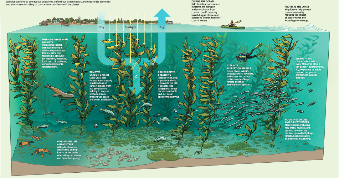 Kelp Forests: The Ocean’s Hidden Ecosystem Heroes | WWF