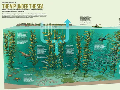 Infographic about kelp forests and their role in protecting ocean habitats and health.
