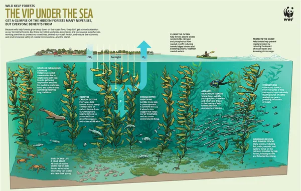 Infographic about kelp forests and their role in protecting ocean habitats and health.