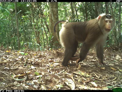 A grainy image of a macaque in the forest.