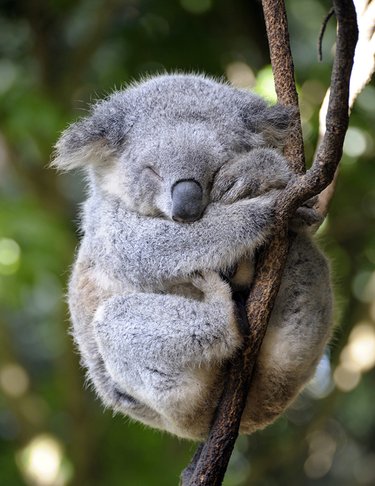Koala hugs a tree branch and sleeps