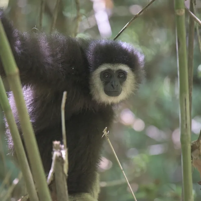 A lar gibbon with black fur on its body and a ring of white fur around its face. It hangs amongst some bamboo.