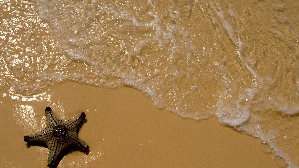 Seastar or Starfish washed up on sand beach by sea, Queensland, Australia.