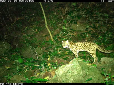 A dimly lit photo of spotted big cat