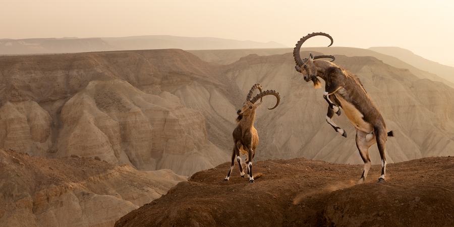 Two ibex with large curved horns clashing on a hilltop