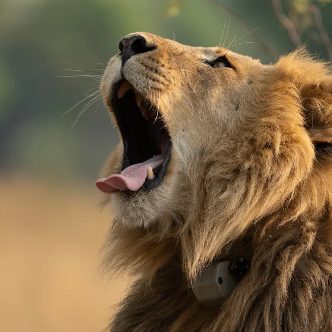 A male lion wearing a satellite collar rears its head and reveals his sharp teeth