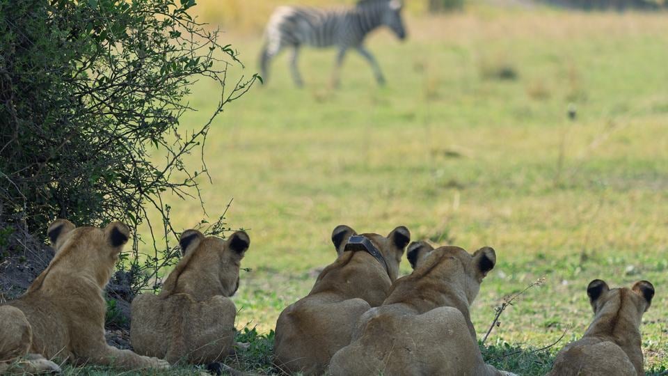 A pride of lions rests in the grass watching a zebra in the distance