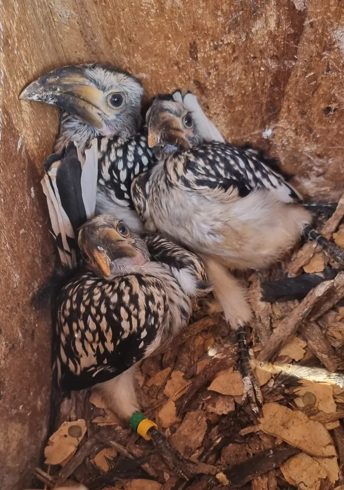 Baby birds inside nestbox