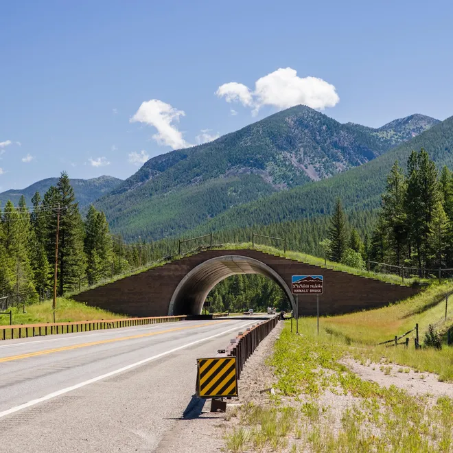 A bridge over a rural road with vegetation on it