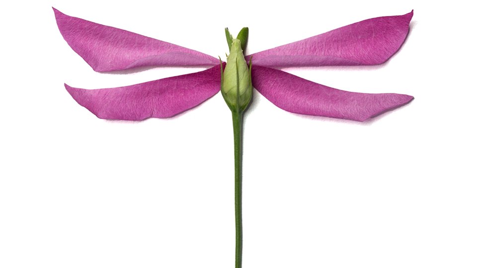 Dragonfly with flower parts