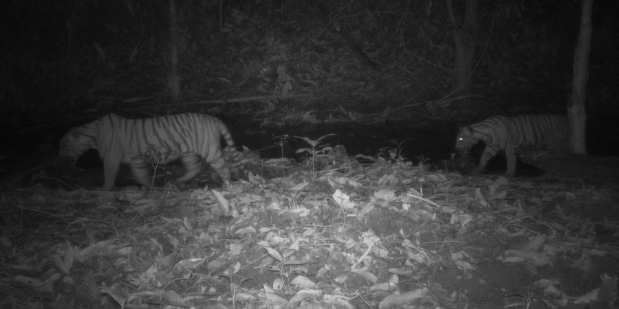 A still from camera trap video shows two tiger cubs in Malaysia
