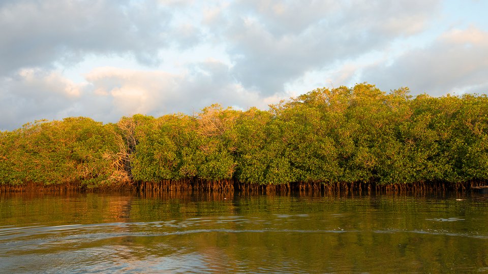 The shore of a river edge with mangrove trees