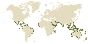 Map of globe with mangrove coasts highlighted