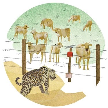 Illustration of jaguar at cattle fence