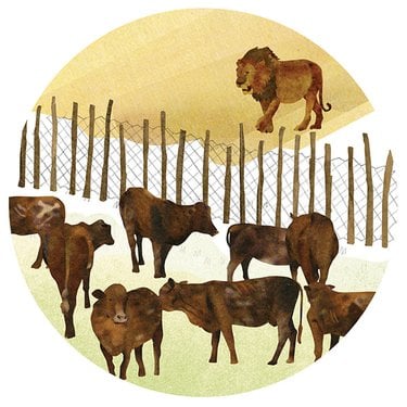 Illustration of lion looking over cattle fence