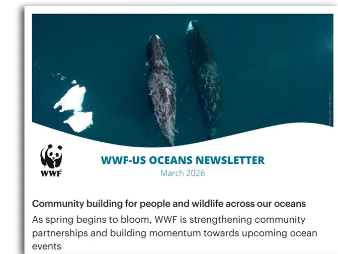 March 2026 newsletter preview with whales