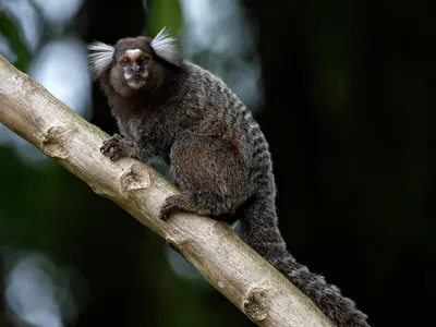 A marmoset with dark gray fur sits on a branch and looks at the camera