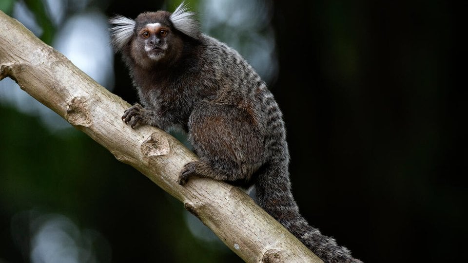 A marmoset with dark gray fur sits on a branch and looks at the camera