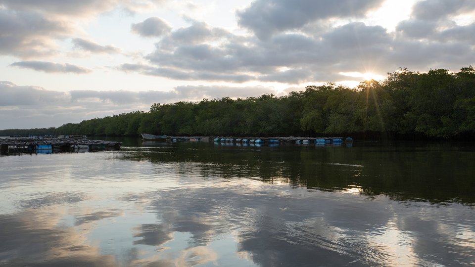 Boats lined up on mangrove shore