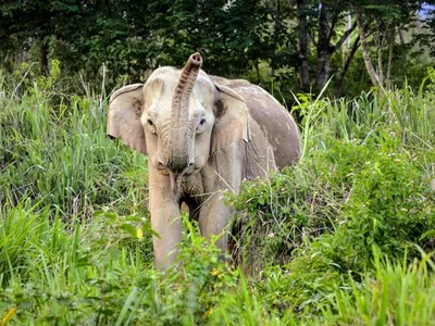 An asian elephant amongst trees