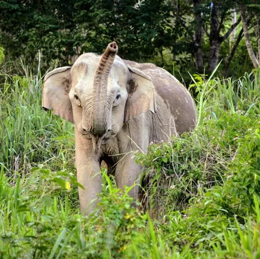 An asian elephant amongst trees
