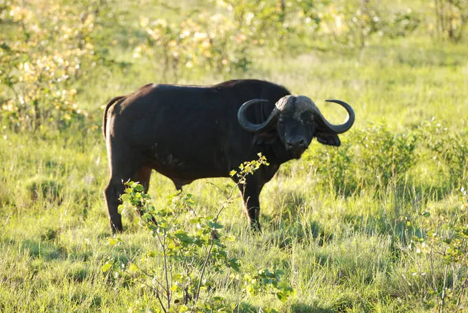 An African buffalo stands in a field