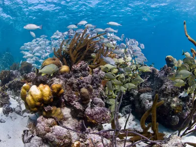 Underwater photo of colorful coral and fish