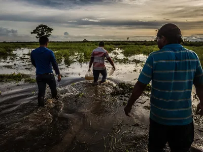 Three men with their backs to the camera walk through shallow water with a bag of fish