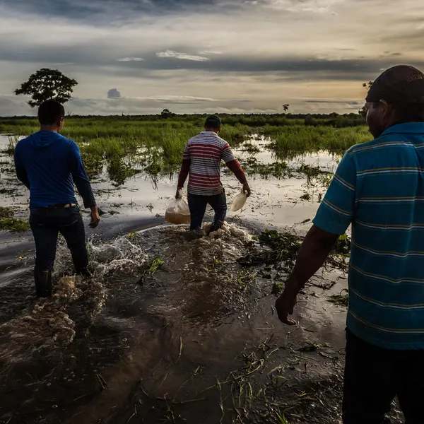 Three men with their backs to the camera walk through shallow water with a bag of fish