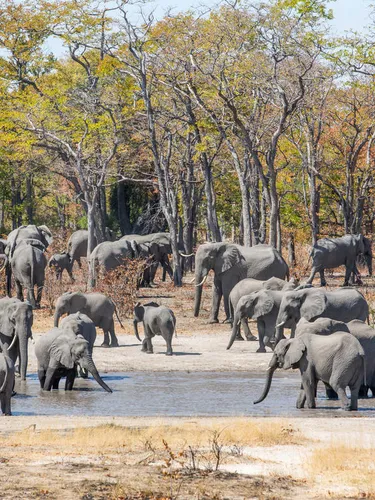 Elephants gather near a pan in Mudumu National Park near the Zambezi region of Namibia
