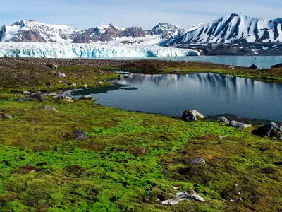 Greenery in the foreground with a lake and snowy mountains and glaciers in the background