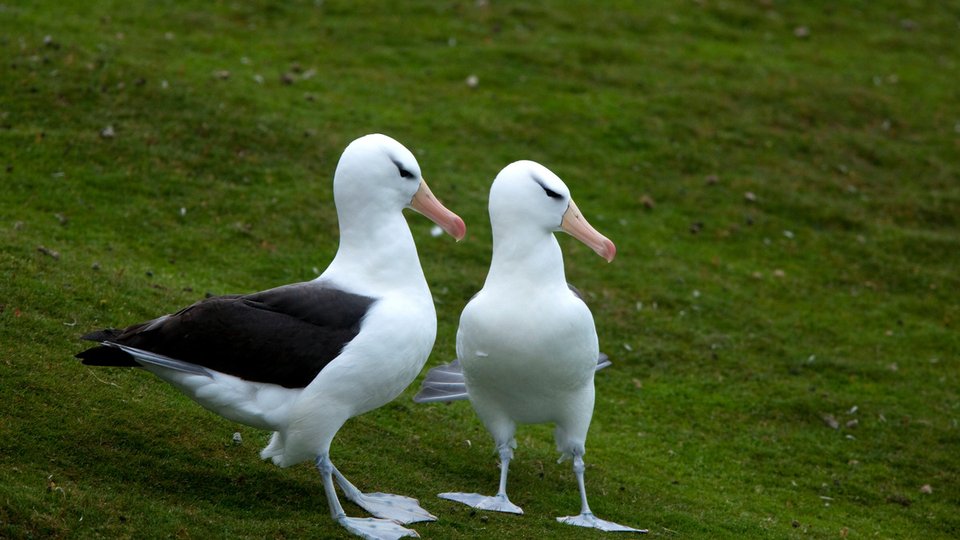 A pair of albatros in Antarctica