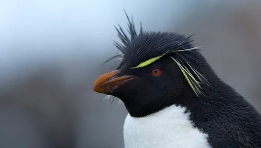 A southern rockhopper penguin in profile