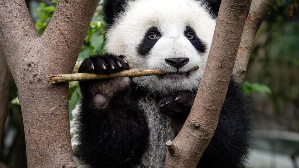 A giant panda looks into the camera as it munches on bamboo inside the forests of Chengdu, China