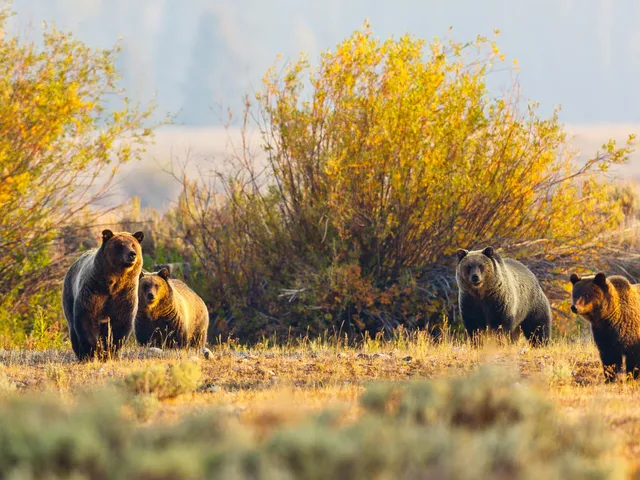 4 grizzly bears walking in the Grand Tetons National Park Wyoming