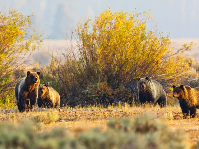 Up close image of grasslands landscape