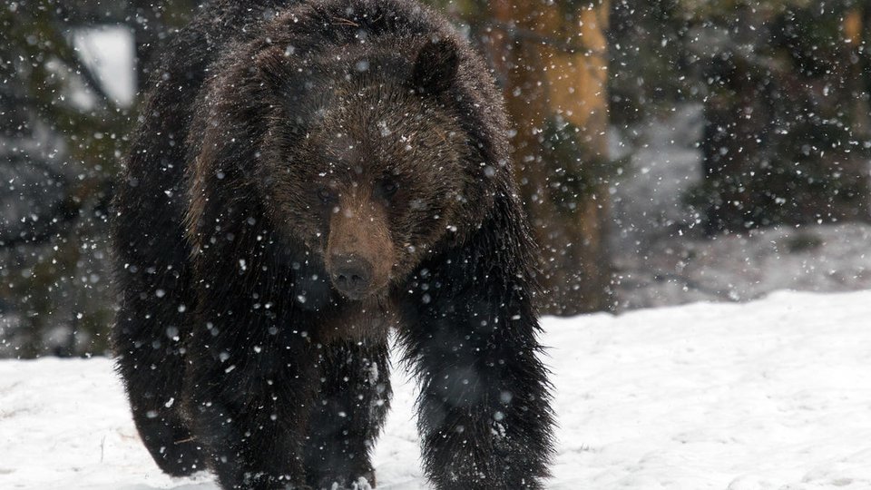 A close up of a grizzly bear walking through the snow in Yellowstone National Park