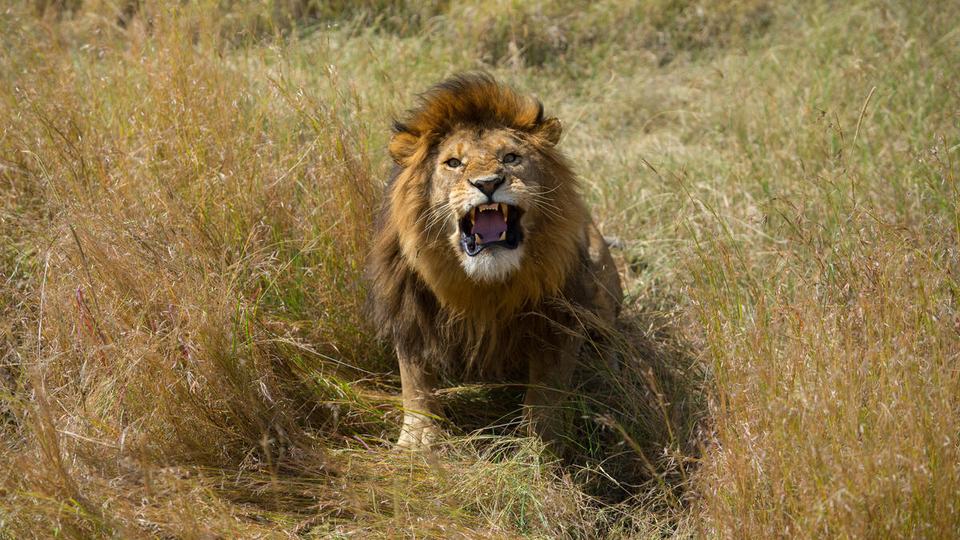 A male lion looks straight at the camera and roars among tall brown and green grasses