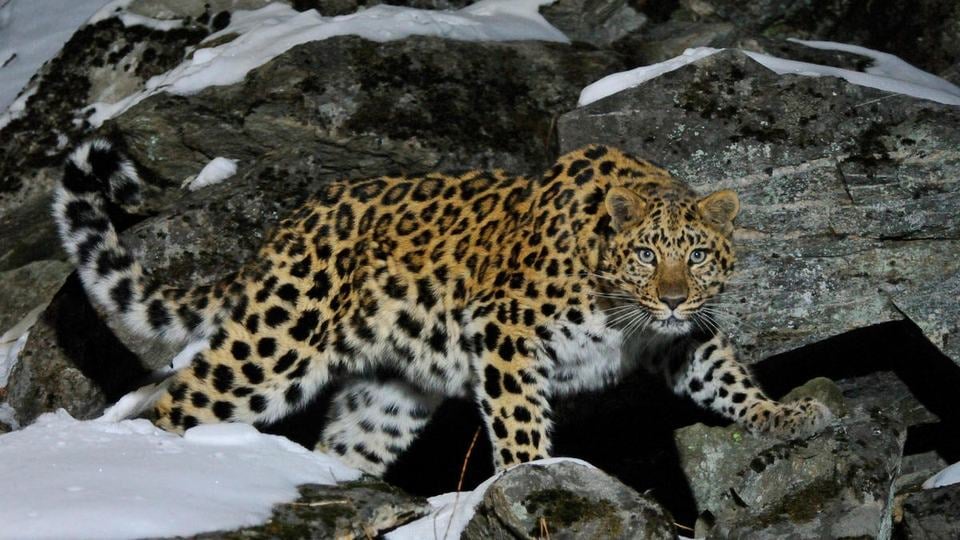 An Amur leopard with an orangish-brown coat walks across a rocky outcropping in the snow