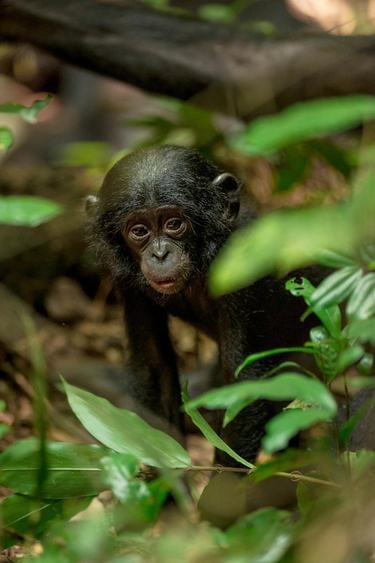 an infant bonobo peers out from foliage in Salonga National Park