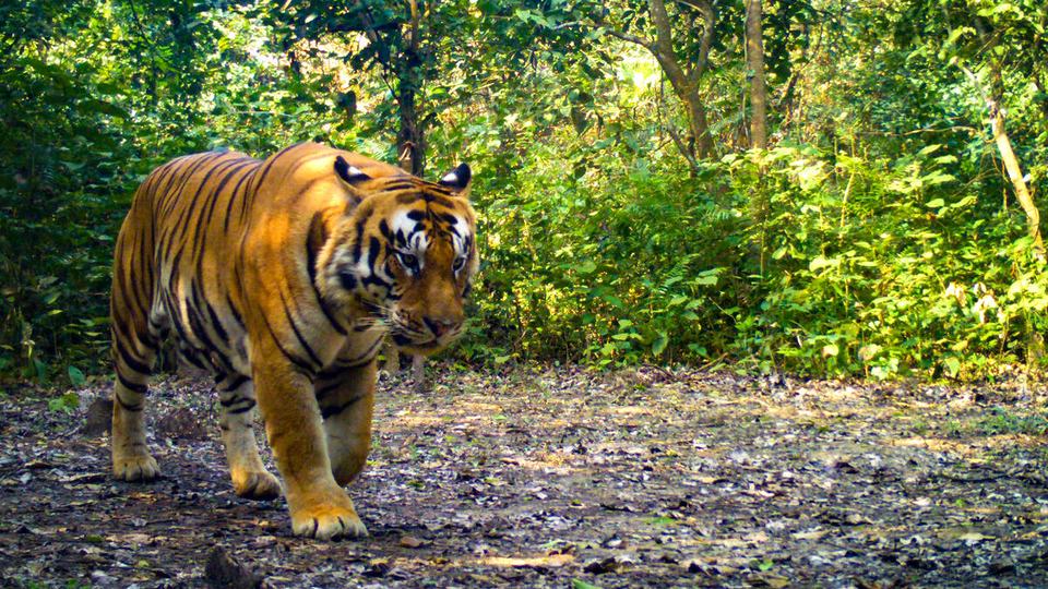 A wild tiger captured by a camera trap in the Khata Corridor in Nepal