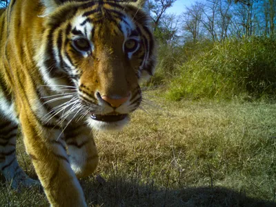 Wild tiger in Nepal's Khata Corridor