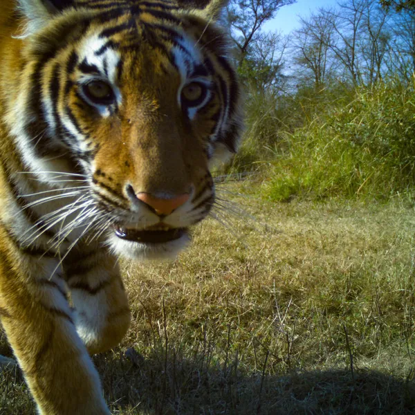 Wild tiger in Nepal's Khata Corridor